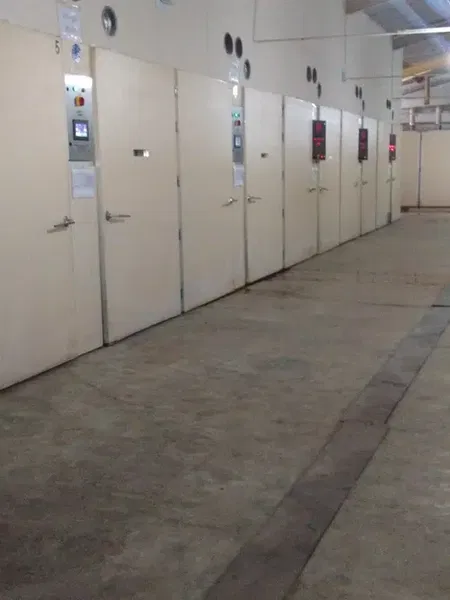 Başkent Yarka Yumurta Canlı Tavuk Alım Satım - Photo 4