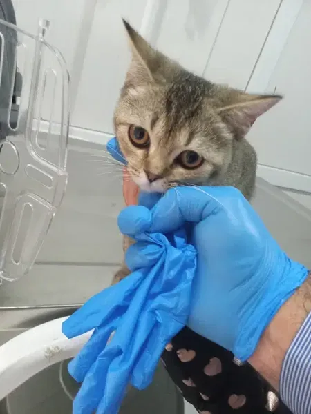 Bera Veteriner Kliniği - Photo 4