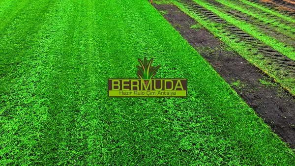 Bermuda Hazır Rulo Çim Antalya