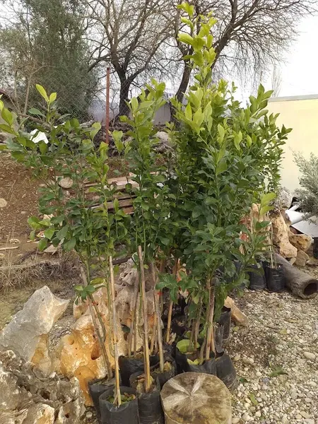 Beybaba Fidancılık - Photo 3