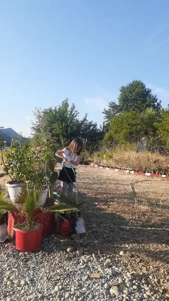 Beybaba Fidancılık - Photo 5