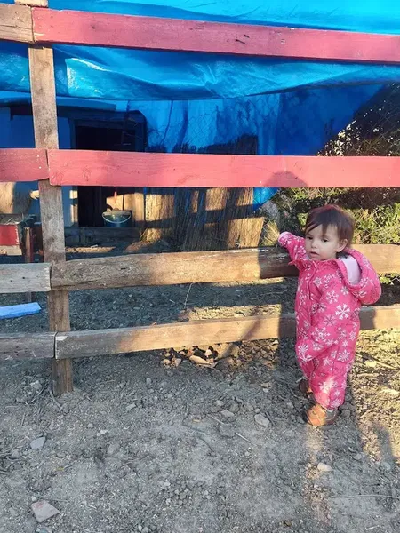 Beybaba Fidancılık - Photo 10