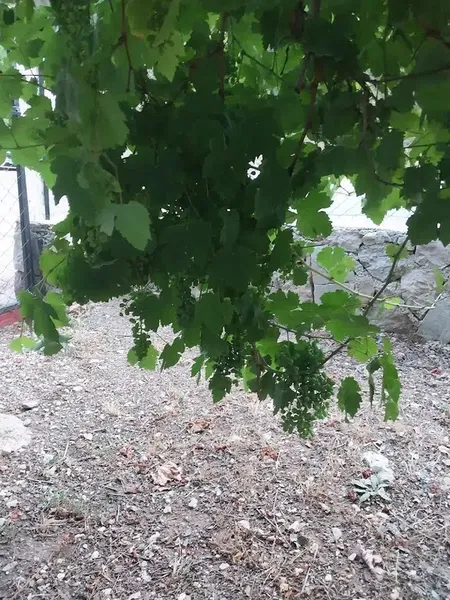 Beycik Başören Gözleme - Photo 5