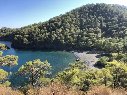 Beycik Bükü Thicket