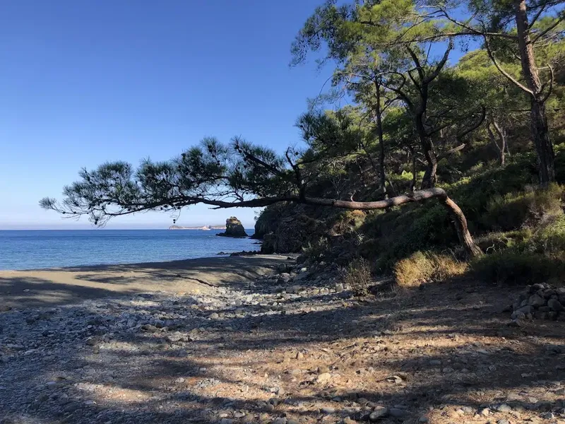 Beycik Bükü Thicket - Photo 5