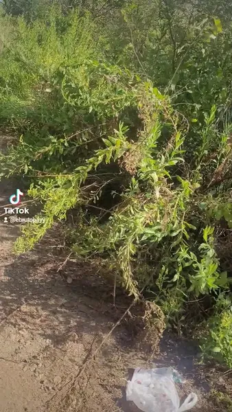 Beycik Bükü Thicket - Photo 10