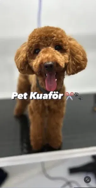 Beyoğlu Petshop & Pet Kuaför - Photo 4