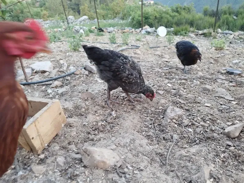 Beyza ORGANİC - Photo 5