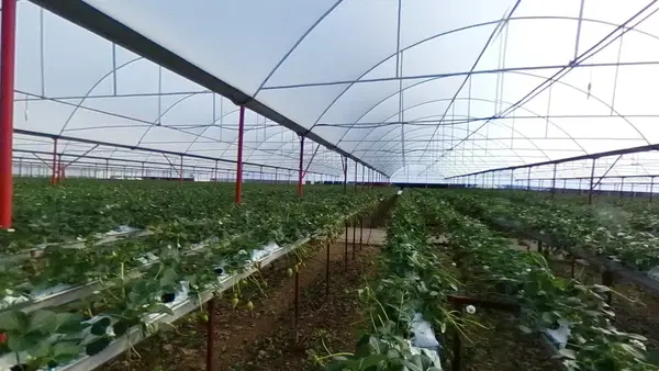 Big Berry Tarım A.Ş.
