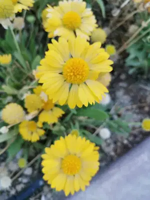 Bir Dünyasi