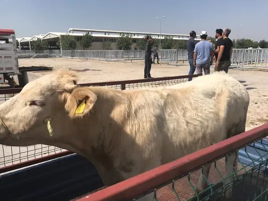 Birlik Hayvancılık Büyükbaş Küçükbaş Adak Kurban