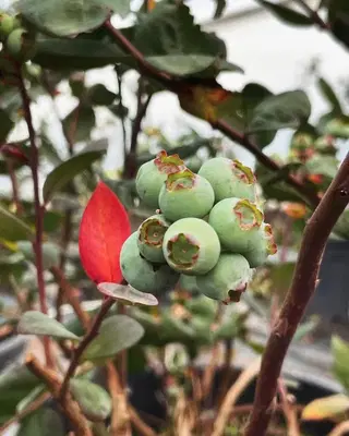 Blueberry Tarim Aş