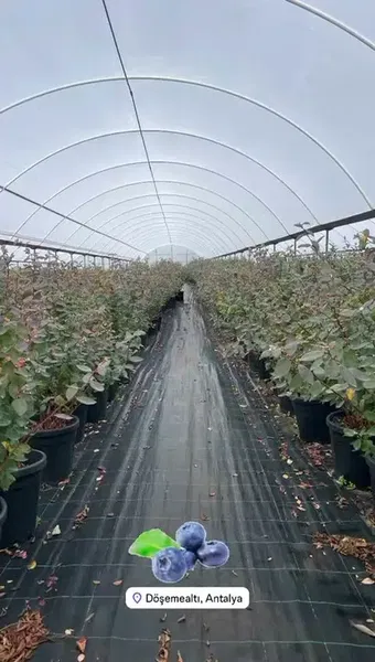 Blueberry Tarim Aş - Photo 2