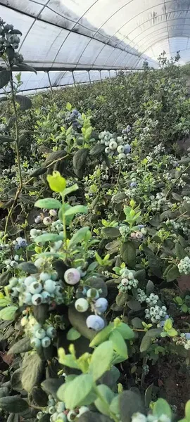 Blueberry Tarim Aş - Photo 4
