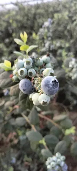Blueberry Tarim Aş - Photo 8