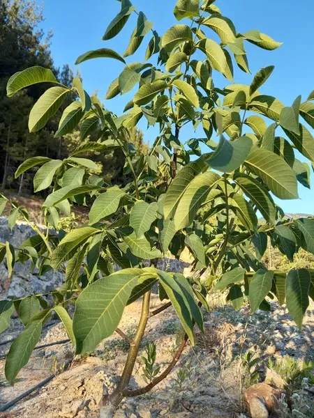 Bora'nın Çiftliği Alanya - Photo 3