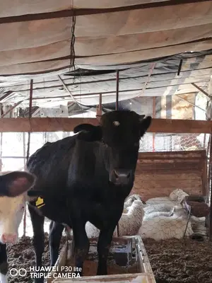 Bozdağlar üretim tesisleri