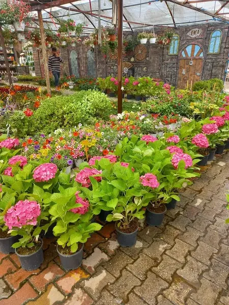 Büyükoflaz çiçekçilik peysaj - Photo 3