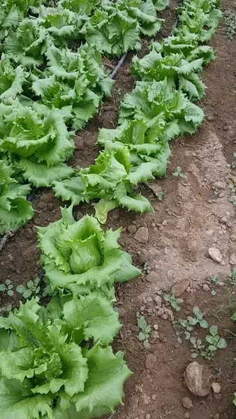Bırlık Tarim Zıraı İlaç Gübre Bayıı - Photo 8