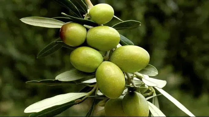 Cameli̇a Zeyti̇nyaği Fabri̇kasi - Photo 1