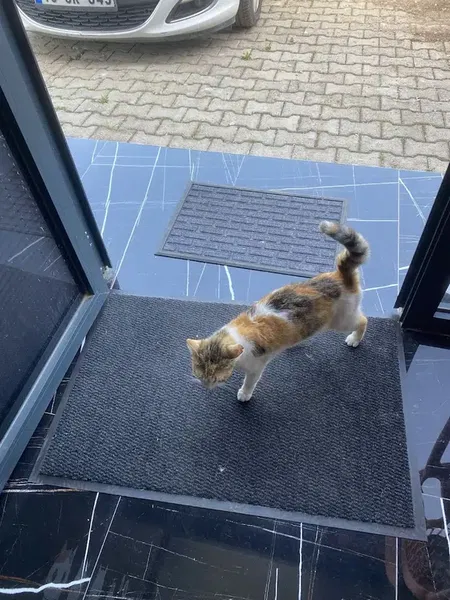 CareVet Veteriner Kliniği Kemer - Photo 5