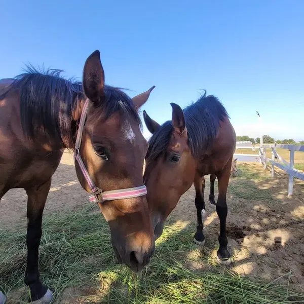 Ceylo Ranch - Photo 4
