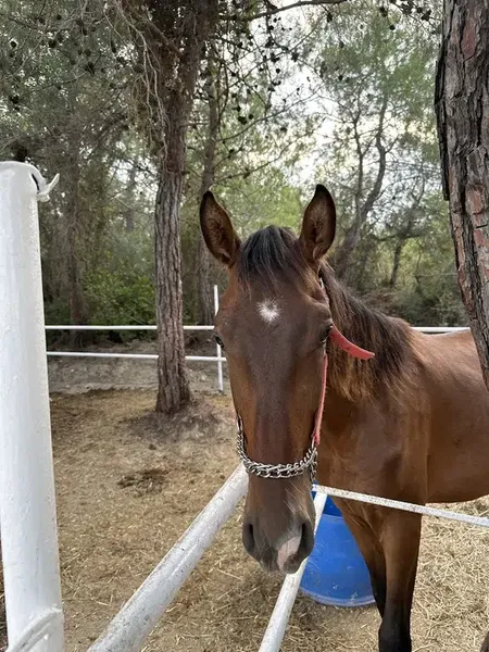 Ceylo Ranch - Photo 5