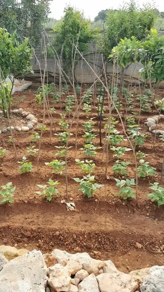 Coşkunsu Bahçesi - Photo 5