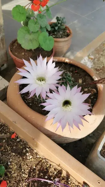 Coşkunsu Bahçesi - Photo 7