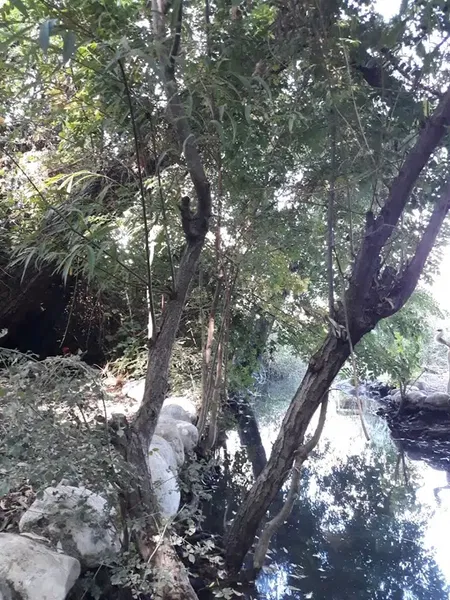 cureV - Photo 2