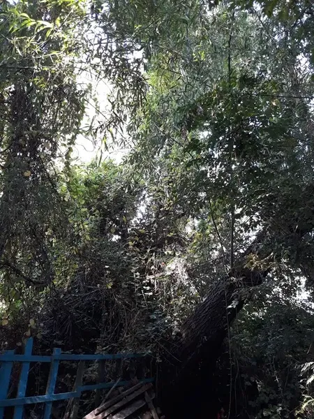 cureV - Photo 3