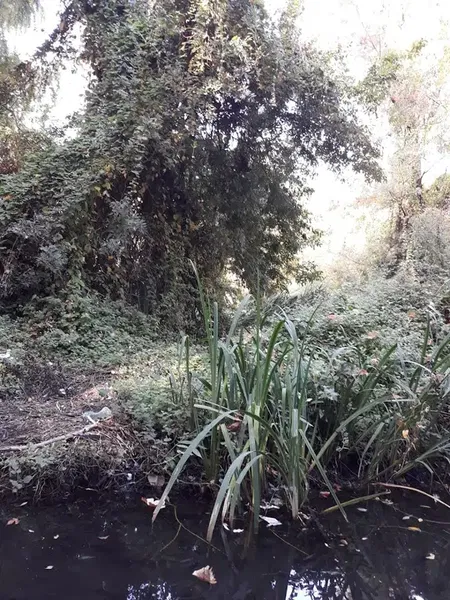 cureV - Photo 5