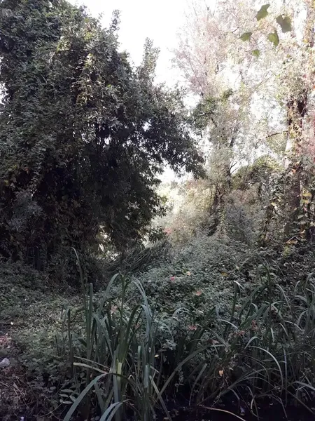cureV - Photo 6