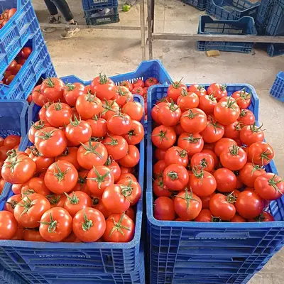 Damar Gıda