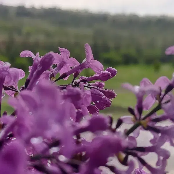 Davulga Eczanesi - Photo 4