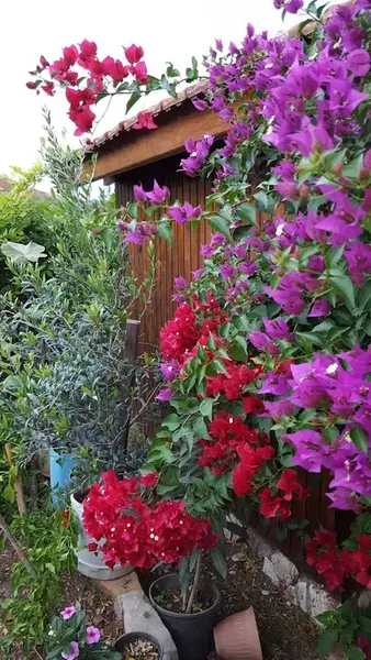 Dayco Bungalow - Photo 6