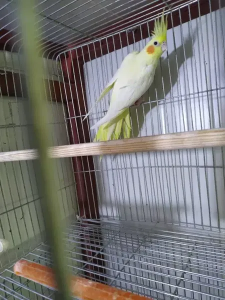 Demir petshop - Photo 2