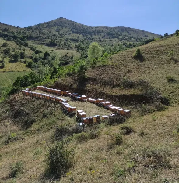 Demirhan arıcılık - Photo 2