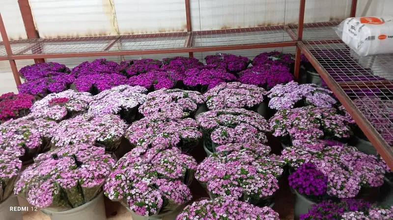 Deni̇z Flowers - Photo 3