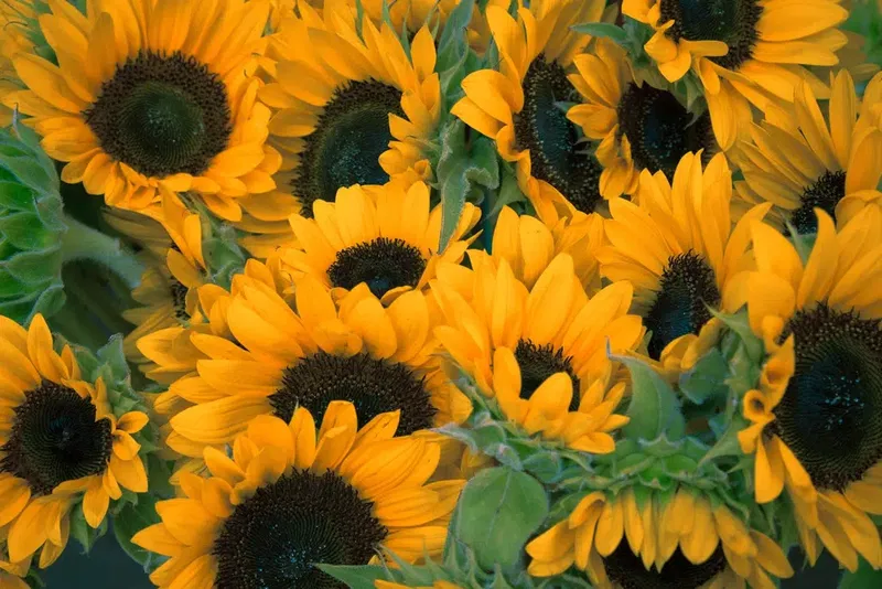 Deni̇z Flowers - Photo 7