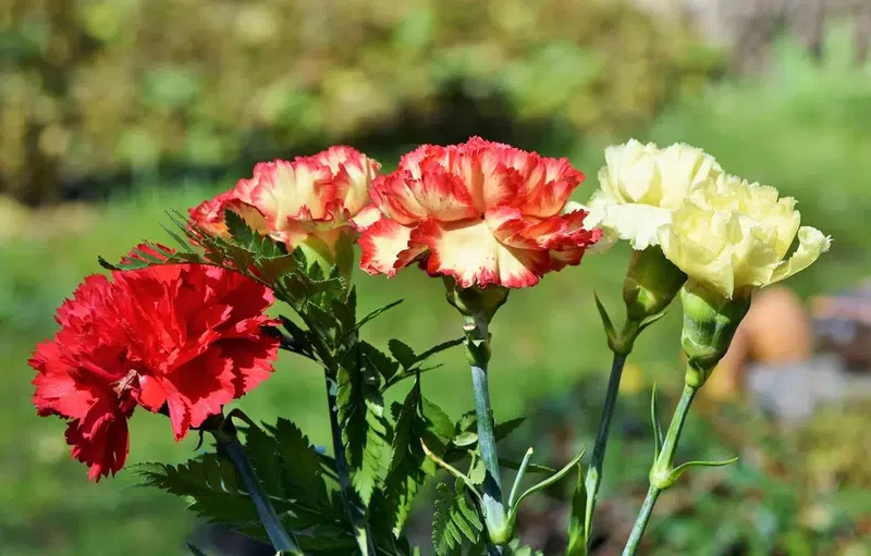 Deni̇z Flowers - Photo 8