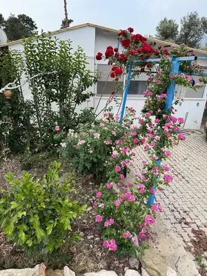 Deniz'in Köyü
