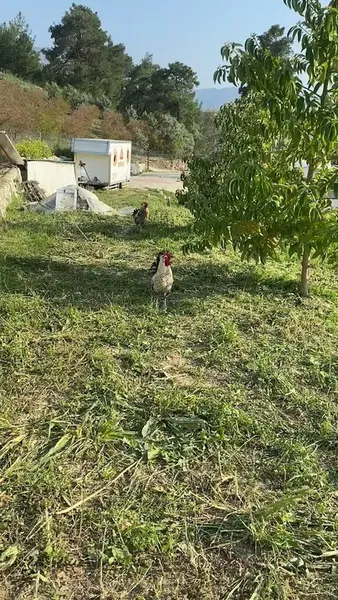 Deniz'in Köyü - Photo 2
