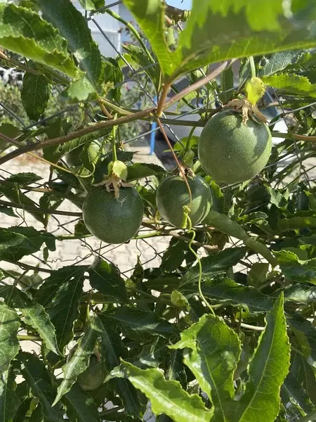 Deniz'in Köyü - Photo 3