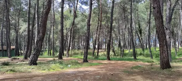 Devlet Büyükleri Hatıra Ormanı