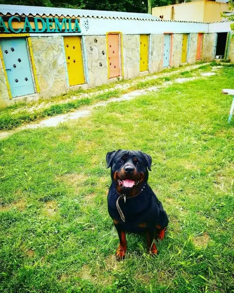 Dogacademia - Photo 1