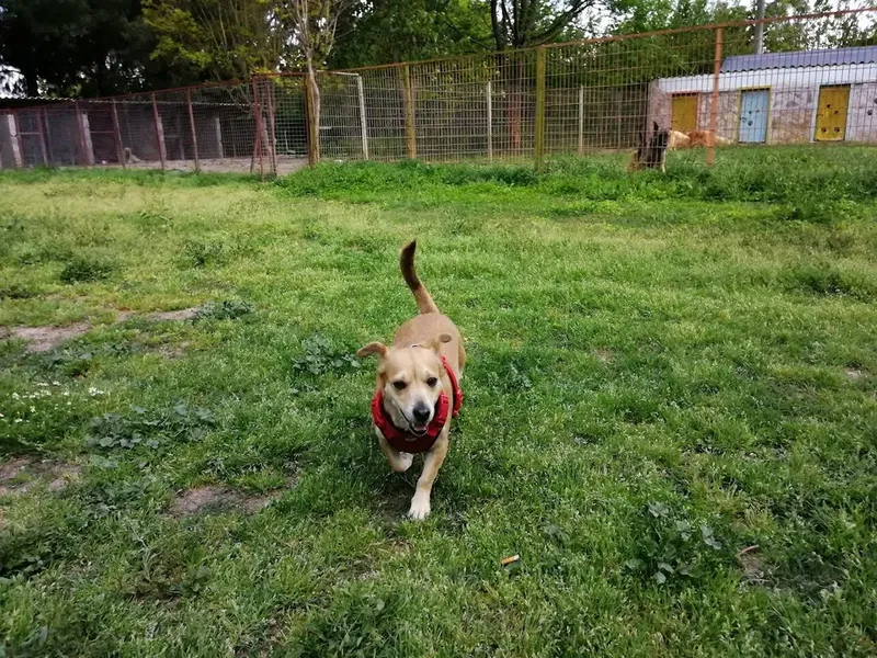 Dogacademia - Photo 2
