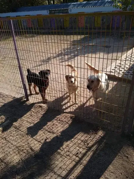 Dogacademia - Photo 3