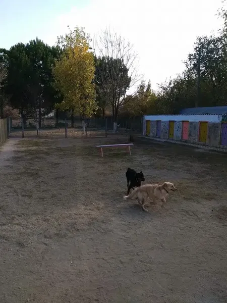 Dogacademia - Photo 4