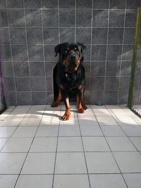 Dogacademia - Photo 5
